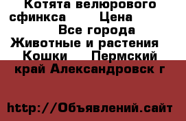 Котята велюрового сфинкса. .. › Цена ­ 15 000 - Все города Животные и растения » Кошки   . Пермский край,Александровск г.